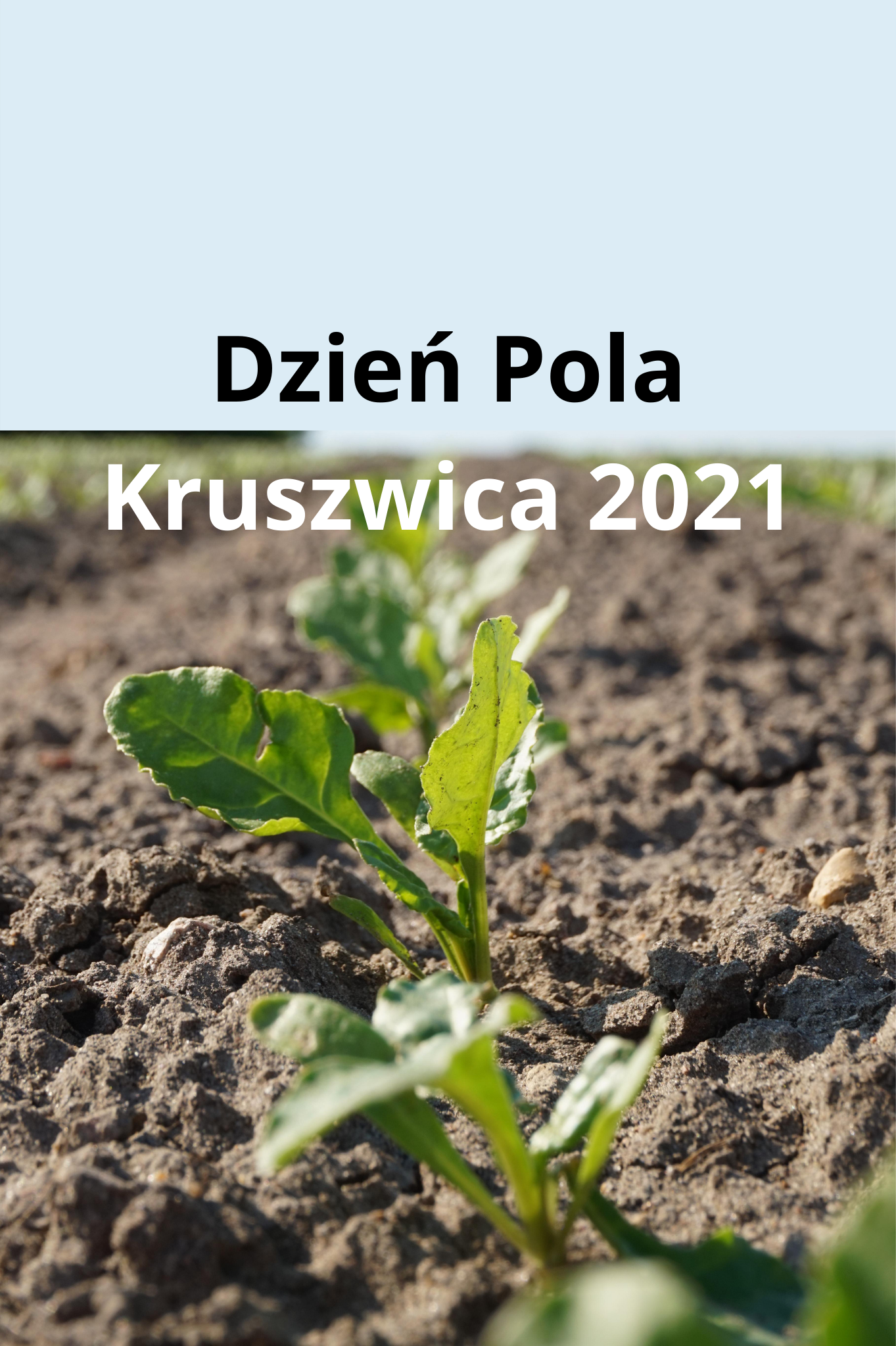 Dni Pola w Kruszwicy